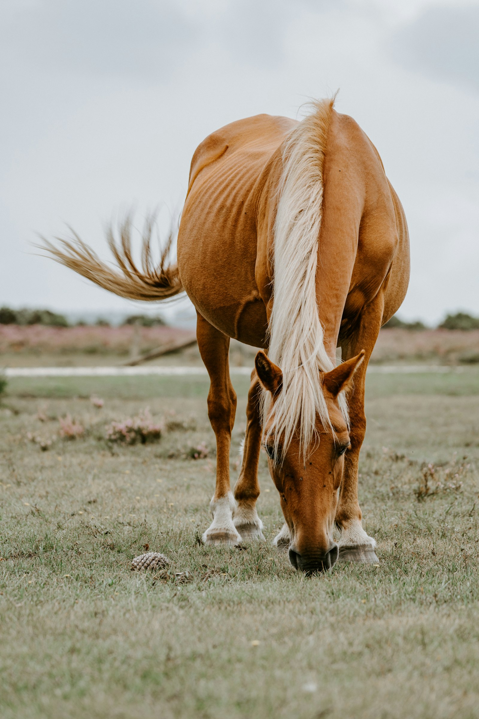 Pferd auf der weiten Koppel des Akazienhofs