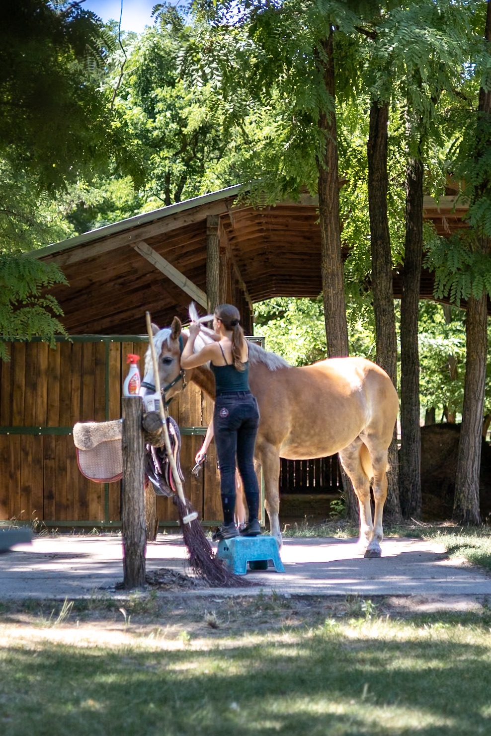 Frau putzt einen Haflinger am hölzernen Stall unter Akazienbäumen
